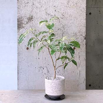 in tokyoの画像 by cagiさん | インテリアとフィカス パーセリーと観葉植物と植物のある暮らしとインダストリアルと武蔵小山とdesignとTRANSHIPとin tokyoとgreenとグリーンショップとparklife