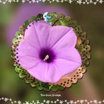 花を楽しんでの画像 by さっちゃんさん | 小さな庭とアサガオと元気をもらってと花を楽しんでと鉢植えと平和を願うと花のある暮らしとピンクのアサガオと花が好き