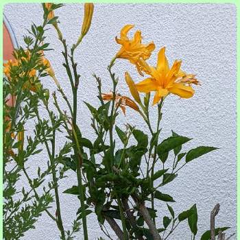 google pixel5aの画像 by もぐjuhさん | お出かけ先とヤブカンゾウと橙色のお花と花色とお顔がこんにちはとgoogle pixel5a