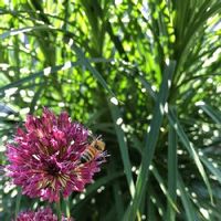 アリウム 丹頂,アリウム,蜜蜂,植物大好き,#お庭と暮らすの画像