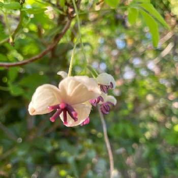 雄花と雌花の投稿画像一覧 Greensnap グリーンスナップ