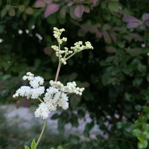 花壇,庭の花,一年草,庭の宿根草,植中毒の画像