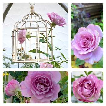 香りのバラの画像 by ミルココさん | 小さな庭とバラ レイニー・ブルーと夜来香(イエライシャン)とばら バラ 薔薇と半日陰の庭とバラのある暮らしとバラが好きと花のある暮らしとお花は癒しと紫色のバラと香りのバラ