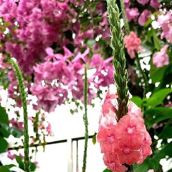 東山植物園の画像 by うまこさん | お出かけ先とブーゲン　ビリアとスタキタルフェタスペキオサと東山植物園と7月と植物大好きとピンク❤︎ピンクと温室と植物園と可愛いと綺麗な色♡と花のある暮らしとかわいいとチーム愛知
