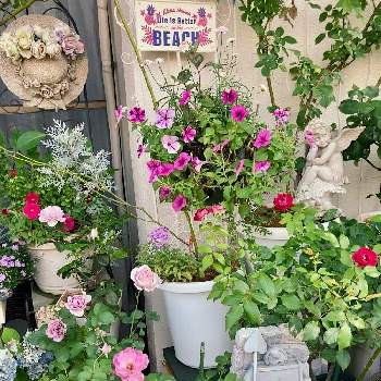 薔薇ブルーバユーの画像 by White Roseさん | 小さな庭と薔薇レスポワールと中輪薔薇　バーガンディ　アイスバーグと薔薇令和の風と薔薇 ブルームーンとペチュニアと薔薇ブルーバユーと花時間と癒しを求めてとピンクの花と南側の庭と寄植えとペチュニア☆と花のある暮らしと薔薇♪とハンギング・バスケットと鉢栽培
