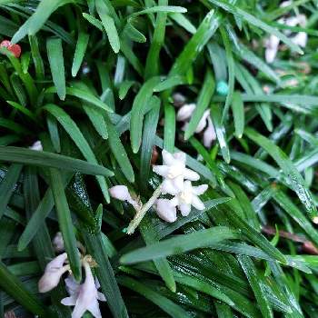 玉竜の投稿画像一覧 Greensnap グリーンスナップ