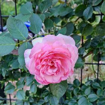 美しい薔薇の画像 by はっぴーさん | 小さな庭とガーデニング大好きとバラ・ピエールドゥロンサールとバラ大好きときれいなお花と美しい薔薇とお花に癒される日々と花のある暮らしとかわいいと綺麗なお庭にしたいとかわいいお花