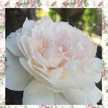 素敵✨✨✨の画像 by ❀La’❁❀さん | 小さな庭とバラ シャリマーとばら バラ 薔薇とお花大好き♡と小さな幸せ❤とシャリマーと毎日ローズショーと素敵✨✨✨とお気に入り♡とGS映えと美しい♡とおうち園芸と今朝の庭とキレイ✨と花に癒されると癒し…♡と花のある暮らしと薔薇♪と優しい色とバラを楽しむと植物のある暮らしと金曜ローズショー