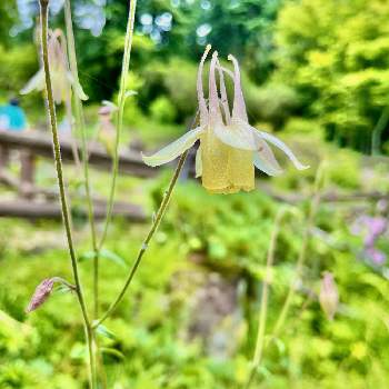 アロンソア,北海道から,花のある暮らし,種まき,ガーデニングの画像
