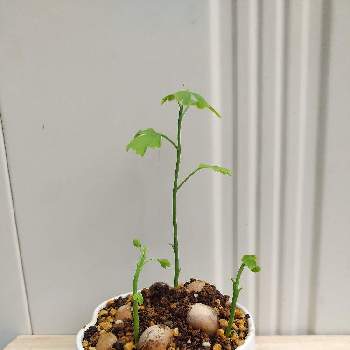 イチョウの木の画像 by ジジさん | 小さな庭とイチョウの木と雪の下でも発芽と イチョウの木と鉢植えと取り蒔と種から発芽