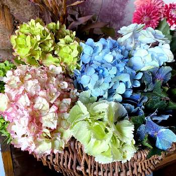 紫陽花keikoの投稿画像一覧 Greensnap グリーンスナップ 紫陽花keikoの投稿画像一覧 Greensnap グリーンスナップ