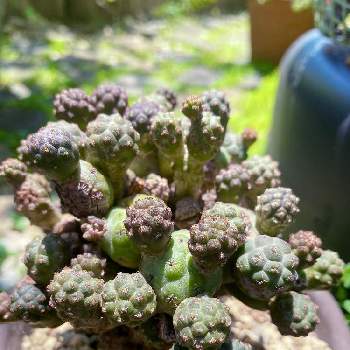 ポコポコの投稿画像一覧 Greensnap グリーンスナップ