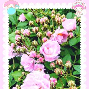 enjoy♡smileの画像 by ミ〜❣️さん | お出かけ先とミニバラと金曜日の蕾たちとちっちゃい花とGSのみなさんに感謝♡とつぼみとenjoy♡smileと❤️いいね、ありがとうと愉快な仲間達♡と✴白狼会✴とチーム☆YOKOHAMA☆と淡いピンクとGS皆様ありがとうとマイメロとMy diary☆