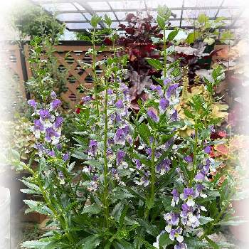 アンゲロニア エンジェルフェイス の投稿画像一覧 Greensnap グリーンスナップ