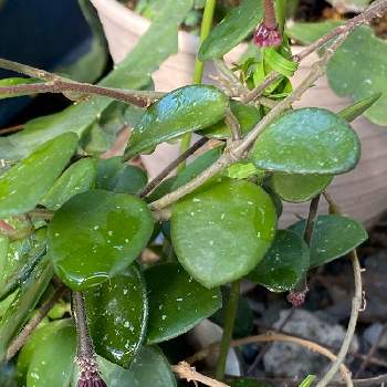 ホヤ マチルダの投稿画像一覧 Greensnap グリーンスナップ