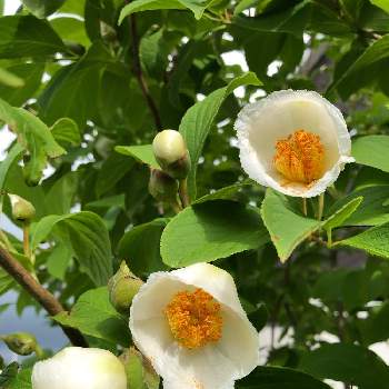 シャラの木 夏椿の投稿画像一覧 Greensnap グリーンスナップ