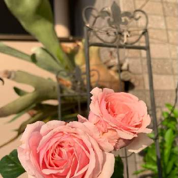 暑すぎの画像 by viola036さん | バルコニー/ベランダとつるバラ 羽衣と薔薇愛同盟とありがとう❤️と今日の一枚と暑すぎと花のある暮らし