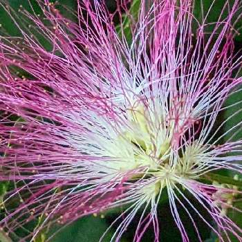 アプローチ✽の画像 by 秋草さん | アプローチとネムノキと枝垂れ合歓の木とピンクの花とピンクワールドへ ようこそとネムノキ✽とアプローチ✽