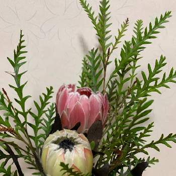 お花いろいろ♡の画像 by nicoままさん | 部屋と プロテアと植物のある生活とお花いろいろ♡と花いろいろと切り花