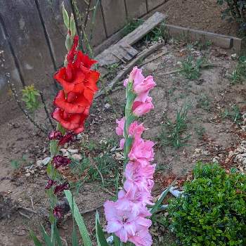 google pixel5aの画像 by もぐjuhさん | お出かけ先と赤色の花とgoogle pixel5aと花色とお顔がこんにちはとピンク色の花