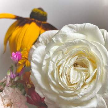 剪定した花の画像 by かぶとさん | キッチンと剪定した花とバラを楽しむとばら バラ 薔薇