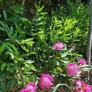 芍薬 シャクヤク ピオニーの画像 by Ruiさん | 芍薬と花と緑のある暮らしとにわとはなのある暮らしと芍薬 シャクヤク ピオニーと元気に育ててますよと花のある暮らしと花が好き