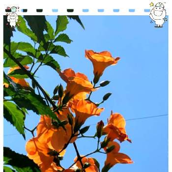 enjoy♡smileの画像 by ミ〜❣️さん | ノウゼンカズラと土曜はお空の発表会とつぼみとenjoy♡smileと❤️いいね、ありがとうと愉快な仲間達♡とオレンジ色と✴白狼会✴とチーム☆YOKOHAMA☆とGS皆様ありがとうとかなぴとMy diary☆とオレンジ色の花