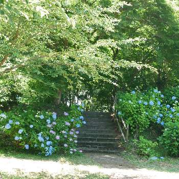 青い紫陽花前線2022の画像 by Hirochan＊  flowersさん | アジサイと今日も暑くなりそうと2020年6月同期NO.002とおしゃれな土曜日♪と青い花とその葉を写そう！2022と青い小さな花マニアとJuneの会と涼しげな風景と美しく青きドヨウと青い花マニアと青い紫陽花前線2022とチーム・ブルーとお花好きの人と繋がりたいとチーム・ブルーNo.102と青い花が好き
