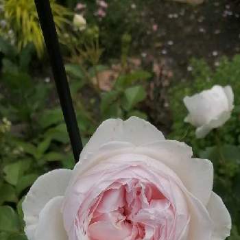 ばら バラ 薔薇の画像 by monkichi君さん | 小さな庭とばら バラ 薔薇とクリスティアーナ♡と1日の始まりに…