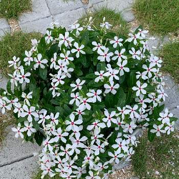 白い花マニアの画像 by ピーモモさん | 小さな庭とフェアリースター・ホワイトと沖縄とサントリー フラワーズとおうち園芸と#花と生きるサントリーと白い花と白い花マニア