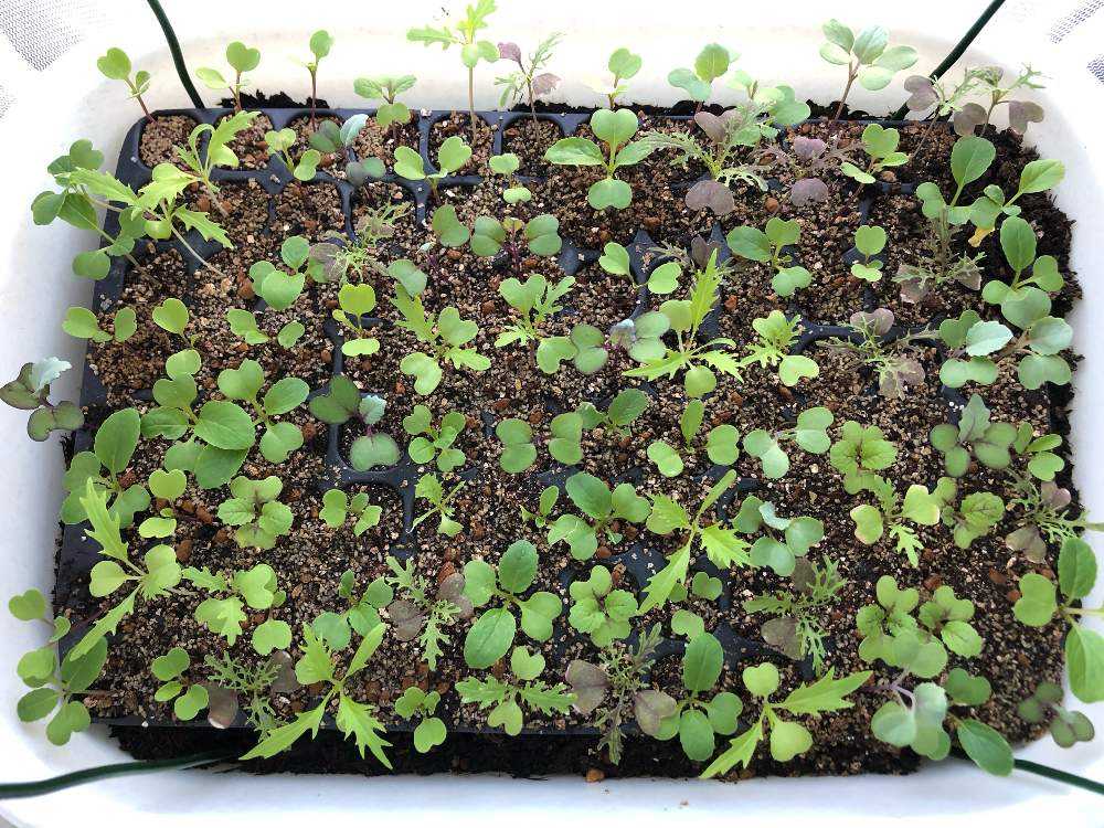 ベビーリーフのセルトレイ栽培記録 Greensnap グリーンスナップ