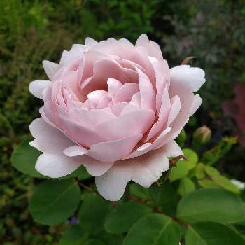 miyabin's rose 2022の画像 by miyabinさん | miyabin's rose 2022と雪国とばら バラ 薔薇とバラはいいなぁとネコ好きとGS映えと植中毒とブリーズと花のある暮らしとバラ・ミニバラとmiyabin's garden 2022