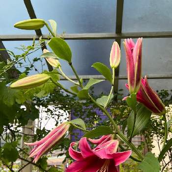 我が家の花畑の画像 by ひみつのアッコちゃんさん | カサブランカ　スターゲーザーと我が家の花畑と大きな花と可愛い花と私のオアシスと花のある生活と美しい花と元気な花と大好きな花と花を見る喜びと私のお気に入りと秘密の花園と地植えの花