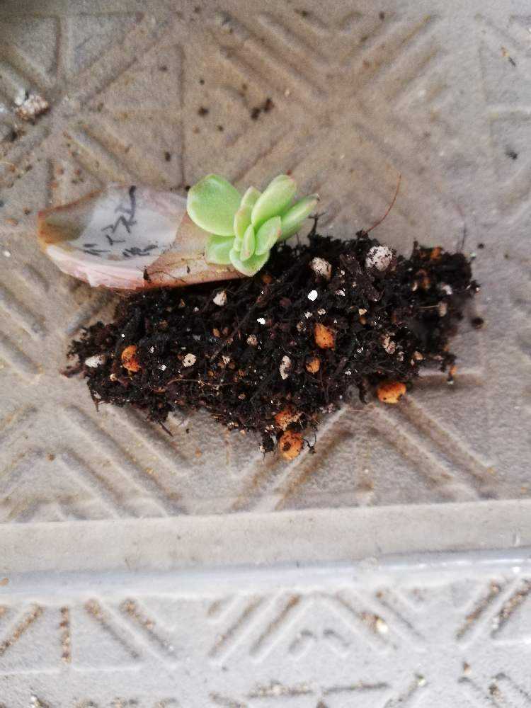 冬からの葉挿し体験談｜🍀GreenSnap（グリーンスナップ）