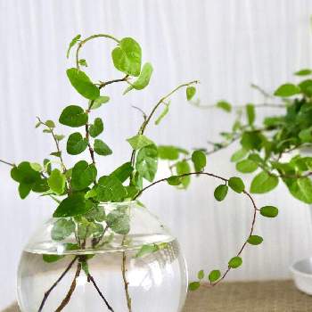 ワイヤープランツ の投稿画像一覧 Greensnap グリーンスナップ