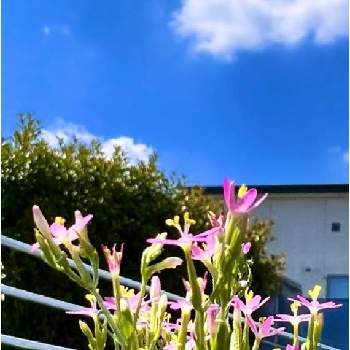 気が付けば土曜日の画像 by ドラチャンことAkitoshi Imaiさん | お出かけ先とハナハマセンブリ(花浜千振)とハナハマセンブリと今日を今を生きることと2019同期と⚔️心を燃やせと小さな花で幸せをとワクワクの花たちと祈❗️世界平和と最愛の友へ届けと花言葉に心をのせてと雲仲間と皆んな幸福にといつも心に太陽をとみんな負けないで！とピンクワールドへ ようこそと美しく青きドヨウとenjoy ＆ smile happy⤴︎と明日はきっと良い日になるとファンタスティックブルーと毎日thank you❤️と気が付けば土曜日と☀️太陽がいっぱい☀️