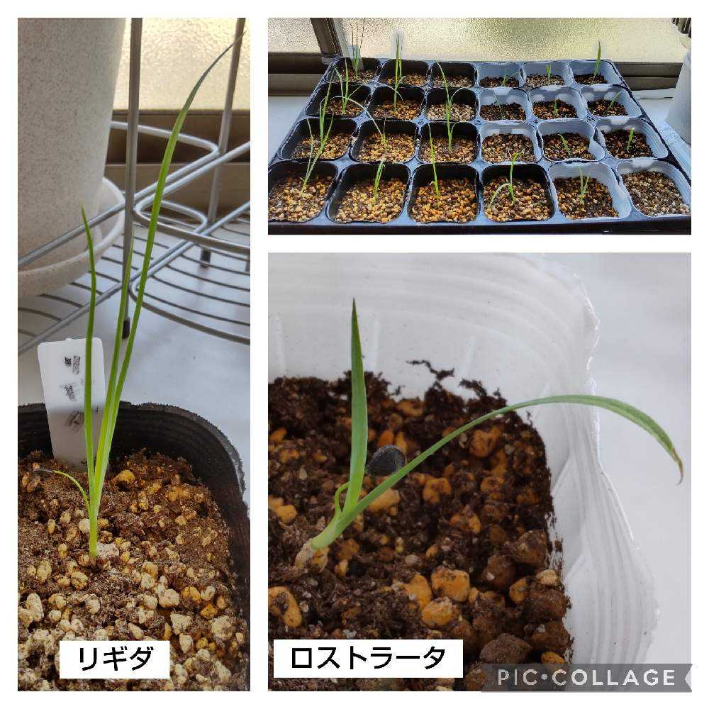 タネから始めるユッカ育成日記|🍀GreenSnap(グリーンスナップ) タネから始めるユッカ育成日記|🍀GreenSnap(グリーンスナップ)