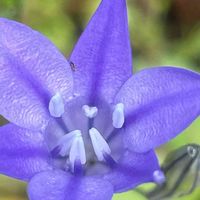 トリテレイア,花壇,ガーデニング,山野草,キジカクシ科の画像