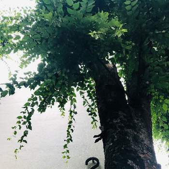 ケヤキ,木が好き,#ご近所の画像