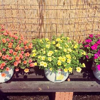 ストロング ファイブの画像 by アナベル♪さん | 小さな庭とストロング ファイブとサントリー フラワーズとストロングⅤとサンフラびととストロング　ファイブとストロングファイブモニター2022と花と生きるサントリー