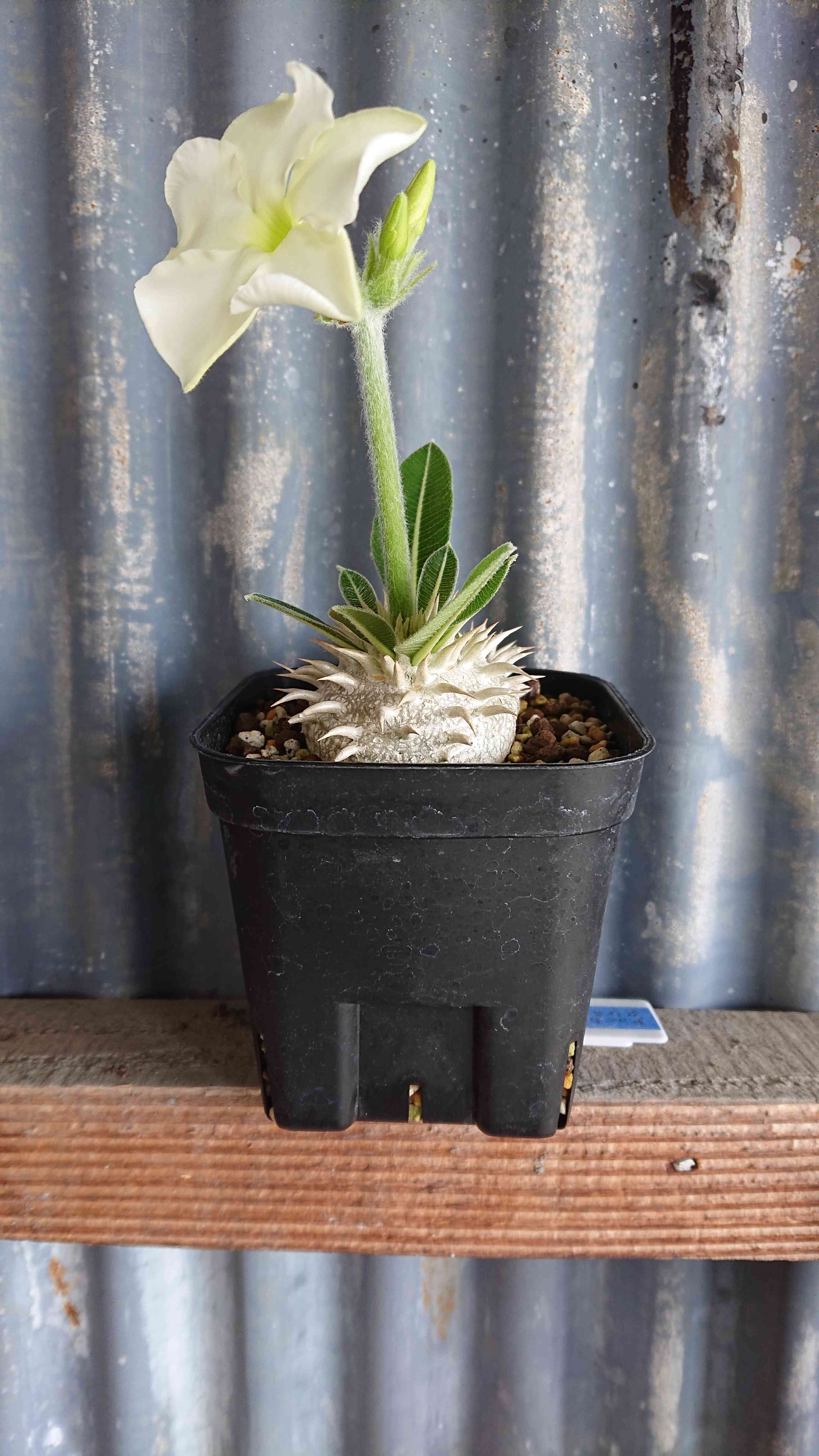 パキポディウム 恵比寿笑い Pachypodium brevicaule ⑦ ト7368 「現地株】パキポディウム 恵比寿笑い L 抜き苗【/最新