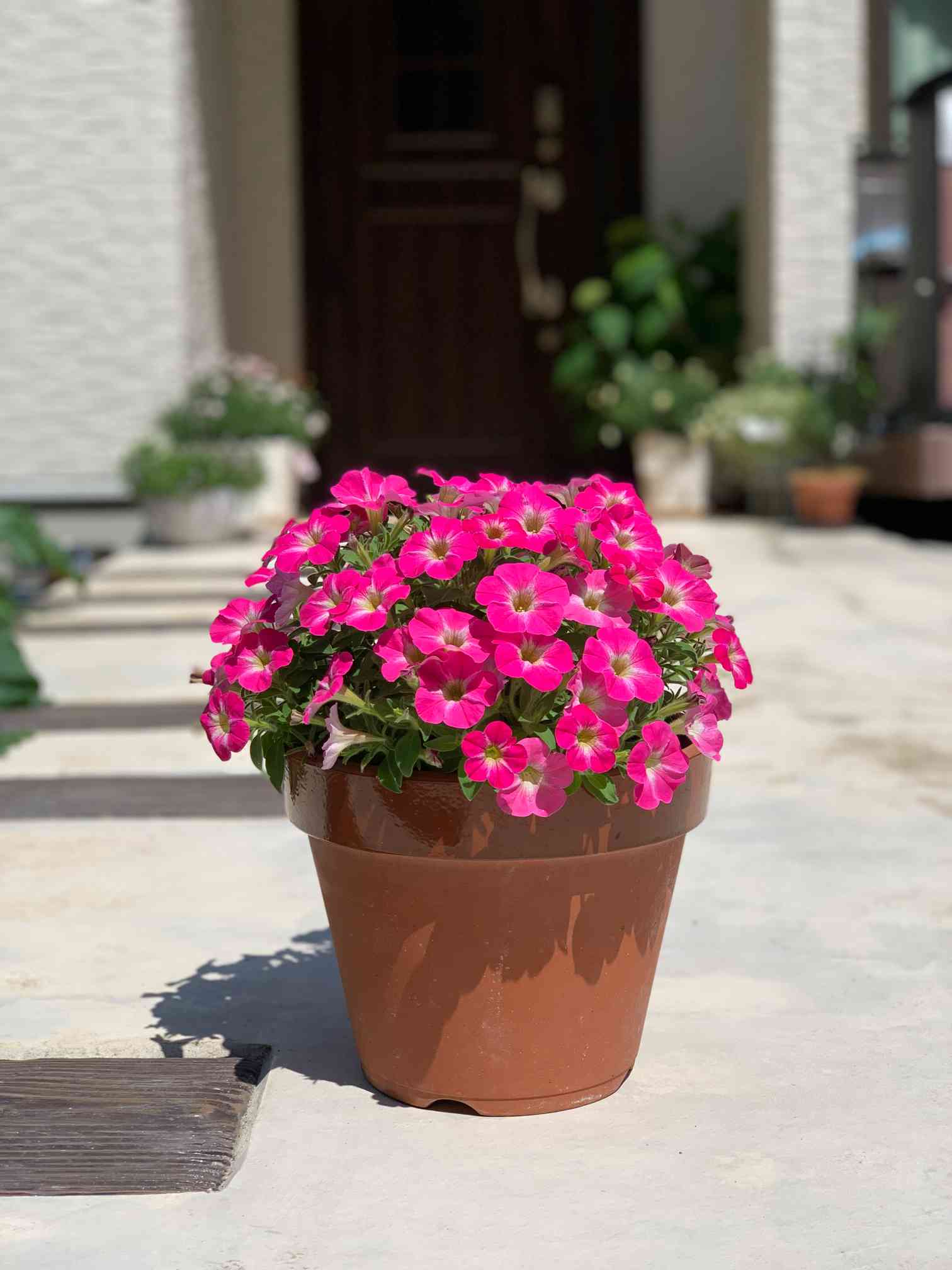 サフィアブーケ小梅ちゃんの成長記録🐣🐥🐤🐔✍️｜🍀GreenSnap