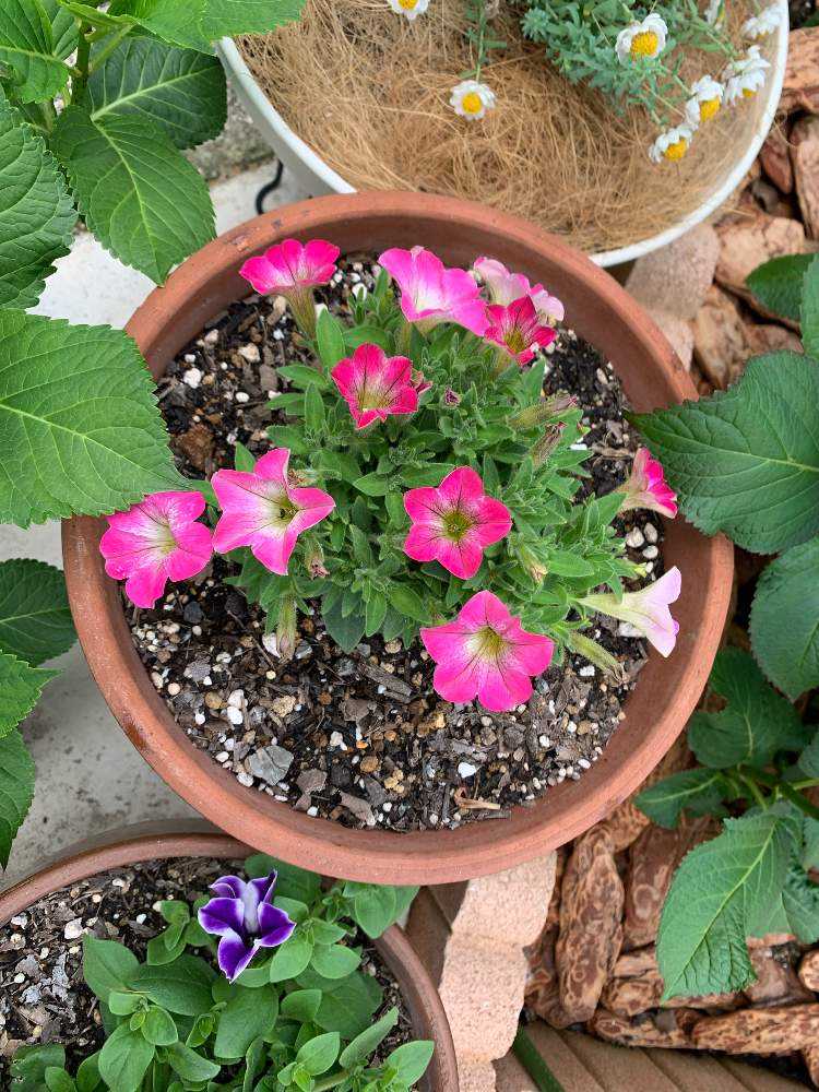 サフィアブーケ小梅ちゃんの成長記録🐣🐥🐤🐔✍️｜🍀GreenSnap