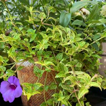 トレニアコンカラーの投稿画像一覧 Greensnap グリーンスナップ