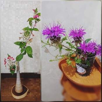 山紫陽花・紅,モナルダ,庭の花,sasukemama倶楽部,今日の庭からの画像