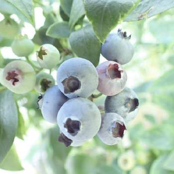 ブルーベリー サザンハイブッシュ系の投稿画像一覧 Greensnap グリーンスナップ