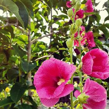 タチアオイの花の画像 by みーさん | お出かけ先とタチアオイとピンク系と背の高い花と夏のお花と夏の花と夏の植物とタチアオイ❁とタチアオイの花と夏の花壇とタチアオイ♡