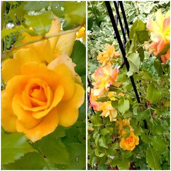可愛いねの画像 by たんぽぽおばちゃんさん | 小さな庭と平和な世の中を願うと癒し効果と笑顔いただきと可愛いねと薔薇の香りと北海道と幸せ気分
