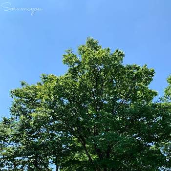 欅(けやき),ケヤキ,公園,青空,植物大好きの画像