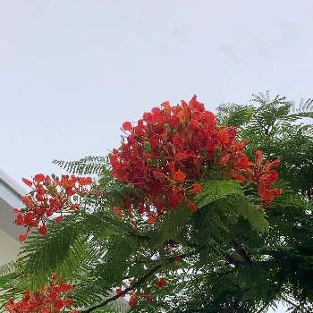 鳳凰木の投稿画像一覧 Greensnap グリーンスナップ